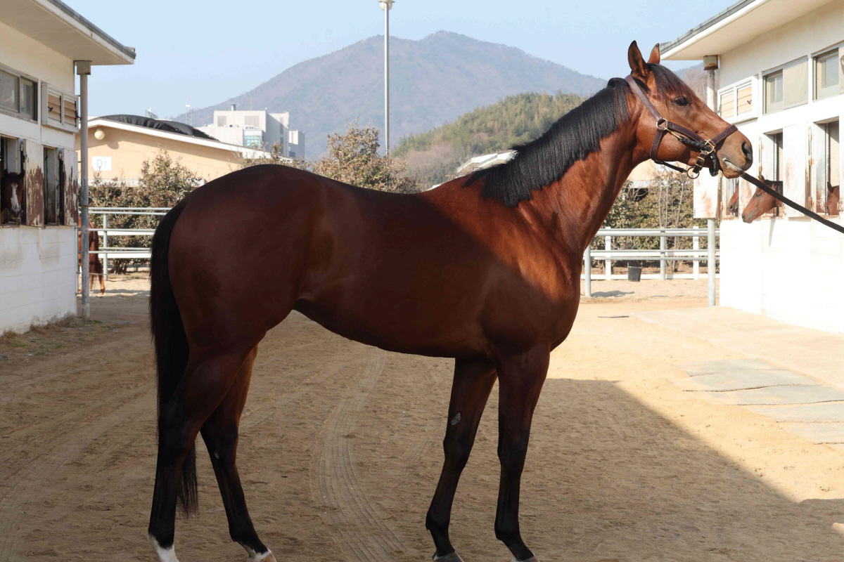 [경마] 삼관마 시리즈 향한 전초전… 내달 1일 제19회 경남신문배 개최