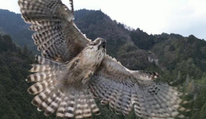 드론 촬영 중 매의 공격 '포착'…