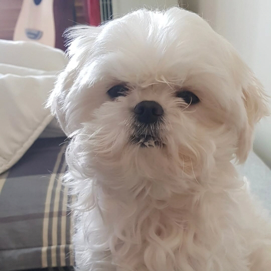 강아지별로 떠난 꽃분이 마지막 모습..'나혼산' 추모 영상 '뭉클'