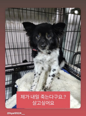 서동주, 긴급 구조 요청..“혹시 몰라 다시 올립니다. 안락사 30분 전”