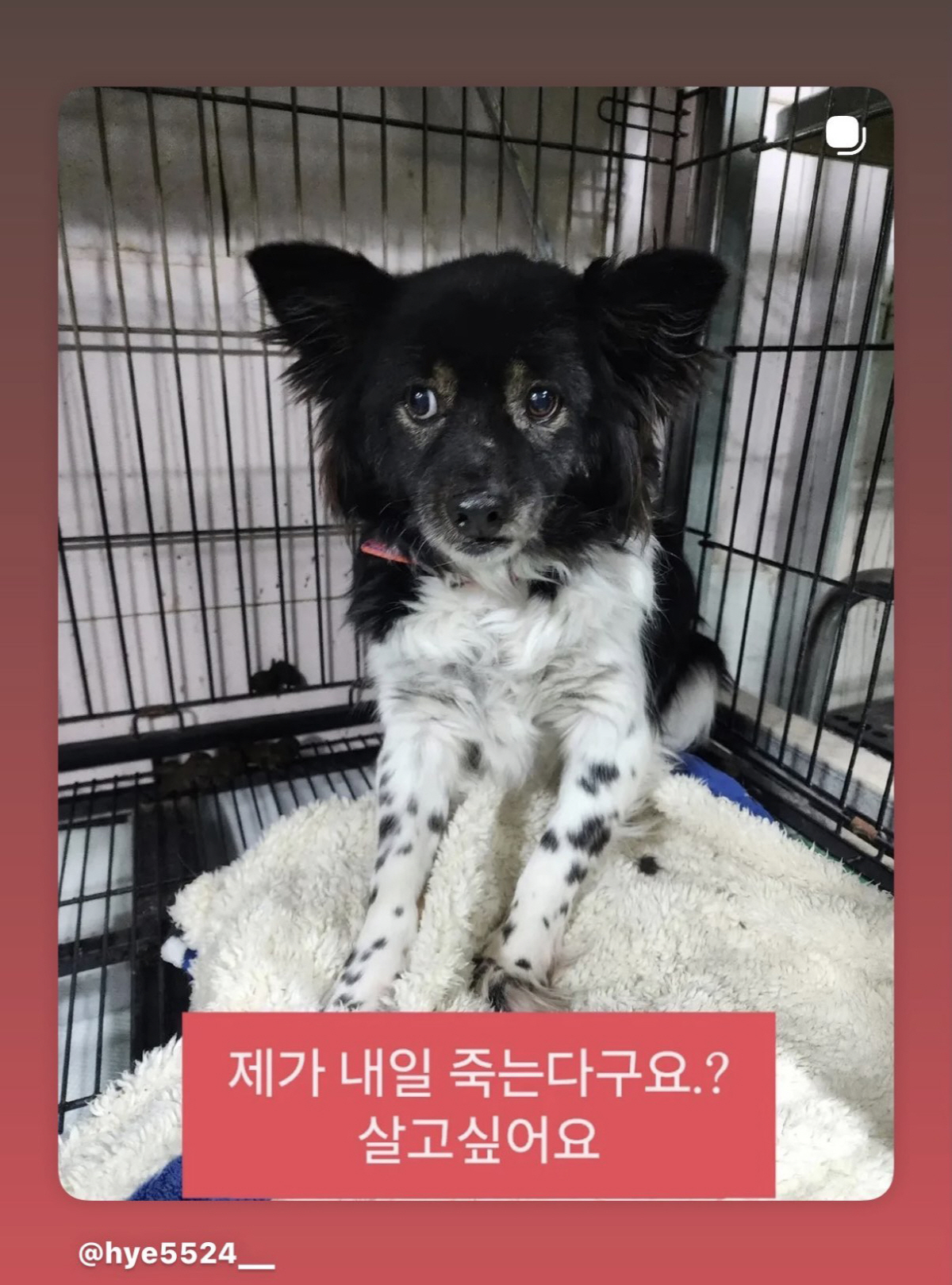 서동주, 긴급 구조 요청..“혹시 몰라 다시 올립니다. 안락사 30분 전…