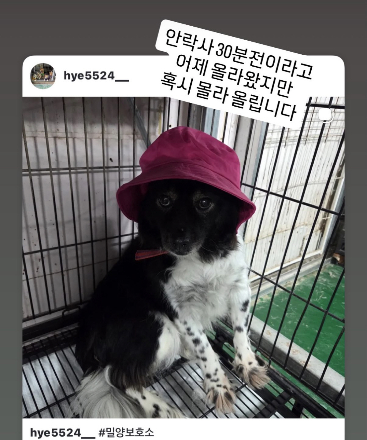 서동주, 긴급 구조 요청..“혹시 몰라 다시 올립니다. 안락사 30분 전…