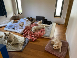 이효리, 엉망진창 집 상태에 쏟아진 '위생' 비난…