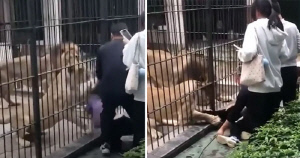 동물원 사자, 먹이 주려던 10살 소녀 공격…