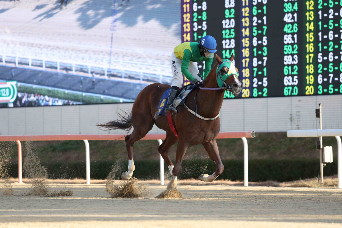 [경마] 올해의 단거리 최강馬전 시작! 부산일보배 대상경주 8일 개최