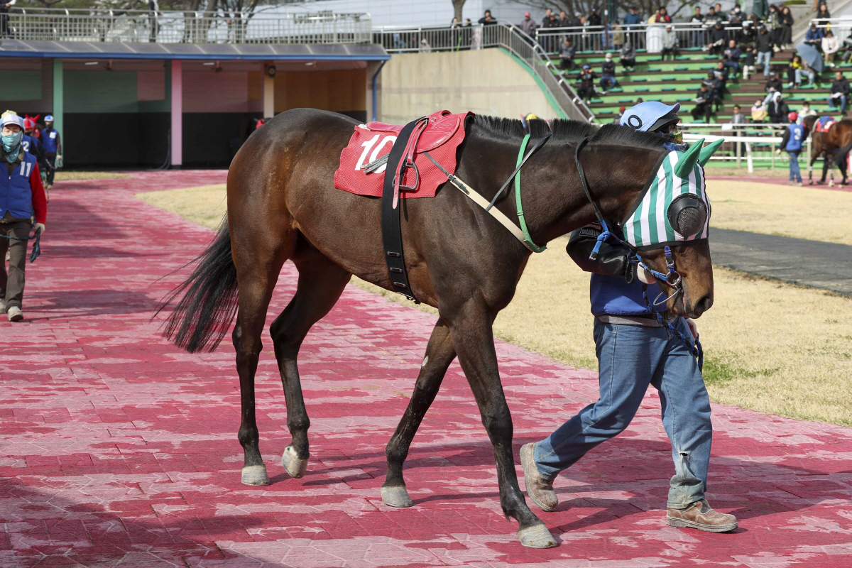 [경마] 올해의 단거리 최강馬전 시작! 부산일보배 대상경주 8일 개최