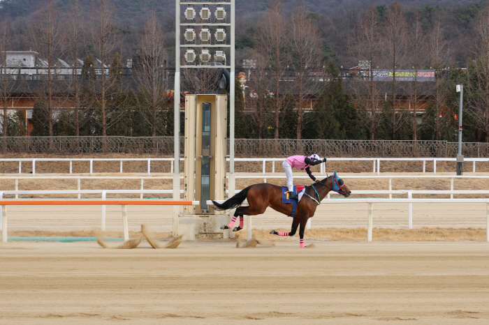 [경마] 로쉬, 제39회 스포츠서울배(L) 12마신 차 압승…데뷔 후 파죽의 4연승