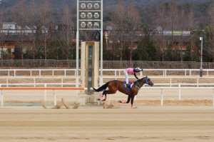 [경마] 로쉬, 제39회 스포츠서울배(L) 12마신 차 압승…데뷔 후 파죽의 4연승
