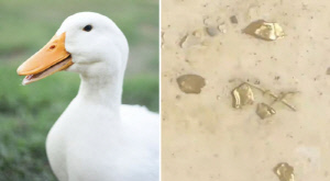 '황금 오리' 발견, 뱃속에 250만원 상당 '금', 왜 그런가 보니…