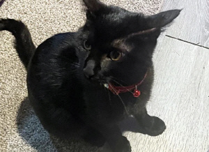 화재 속에서 '집사' 목숨 구한 고양이, 주인은 오열