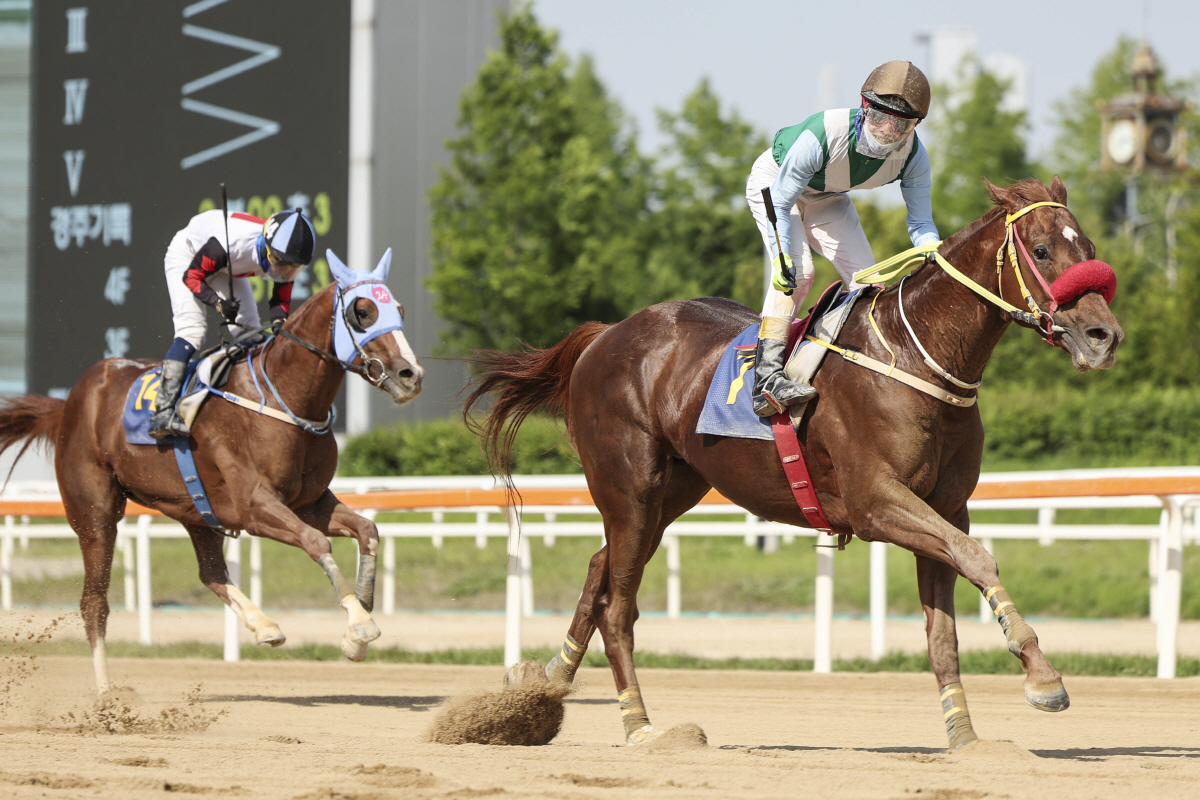 [경마] 헤럴드경제배 15일 개최. 장거리 스타마 총출동… '별들의 전쟁…