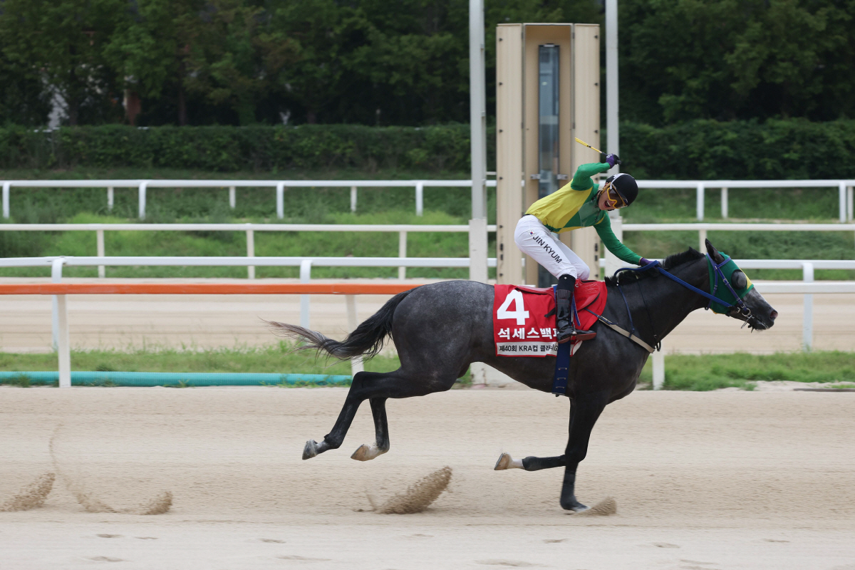 [경마] 헤럴드경제배 15일 개최. 장거리 스타마 총출동… '별들의 전쟁…