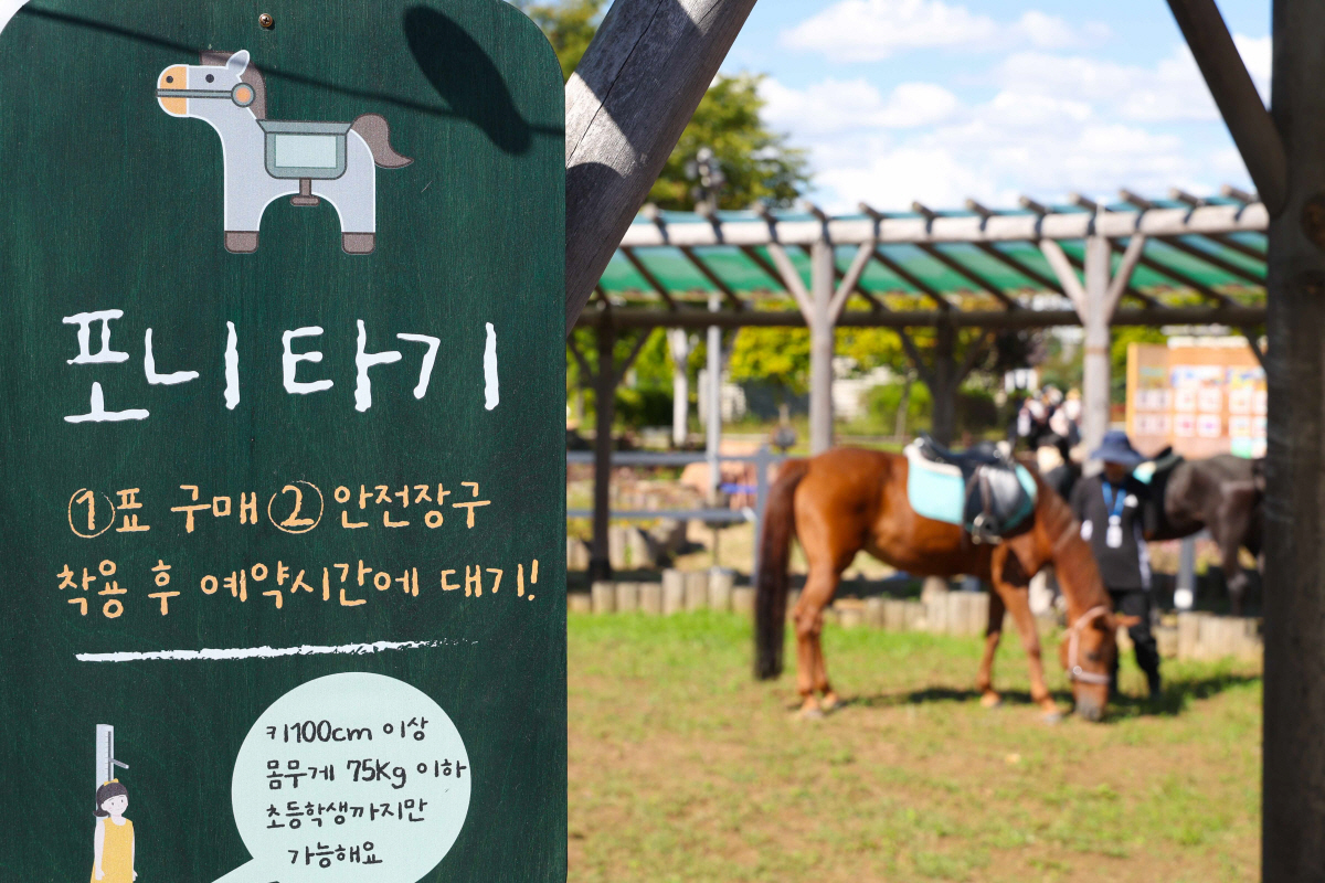 [경마] 한국마사회, 렛츠런파크 서울 '포니체험' 14일부터 재개