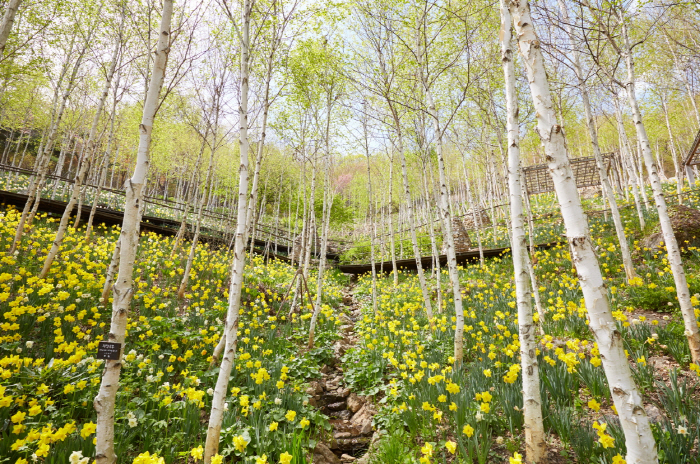 화담숲, 4월 수선화 축제 진행 "10만 노란 물결 함께 즐겨요"