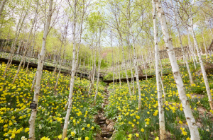 화담숲, 4월 수선화 축제 진행 