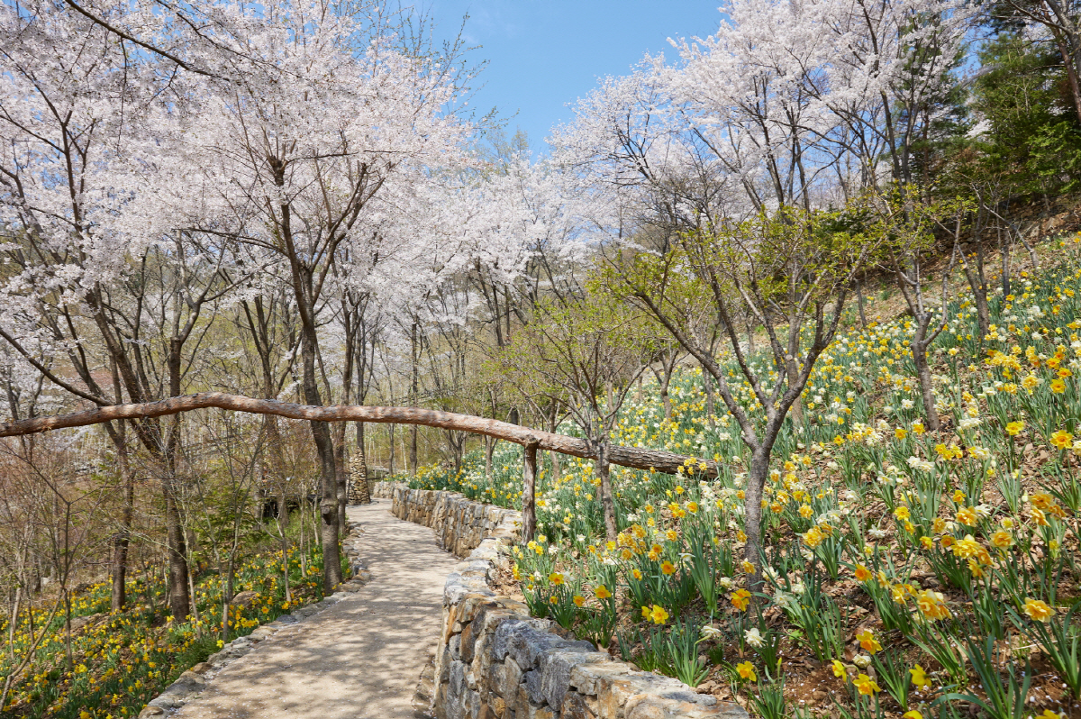 화담숲, 4월 수선화 축제 진행 "10만 노란 물결 함께 즐겨요"