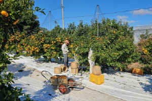 감귤 당도 높이고 폐기되던 타이벡, 열분해유로 재활용 추진