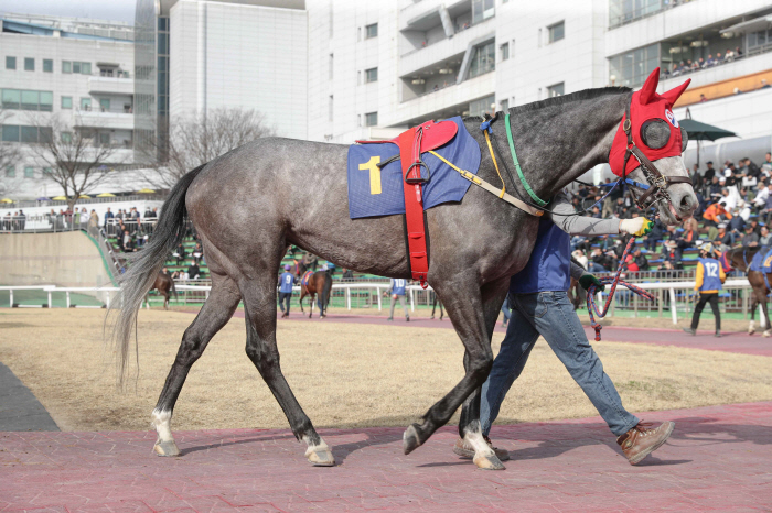 [경마]퀸즈투어, 봄의 여왕으로 가는 첫 여정! 제29회 동아일보배(L) 개최