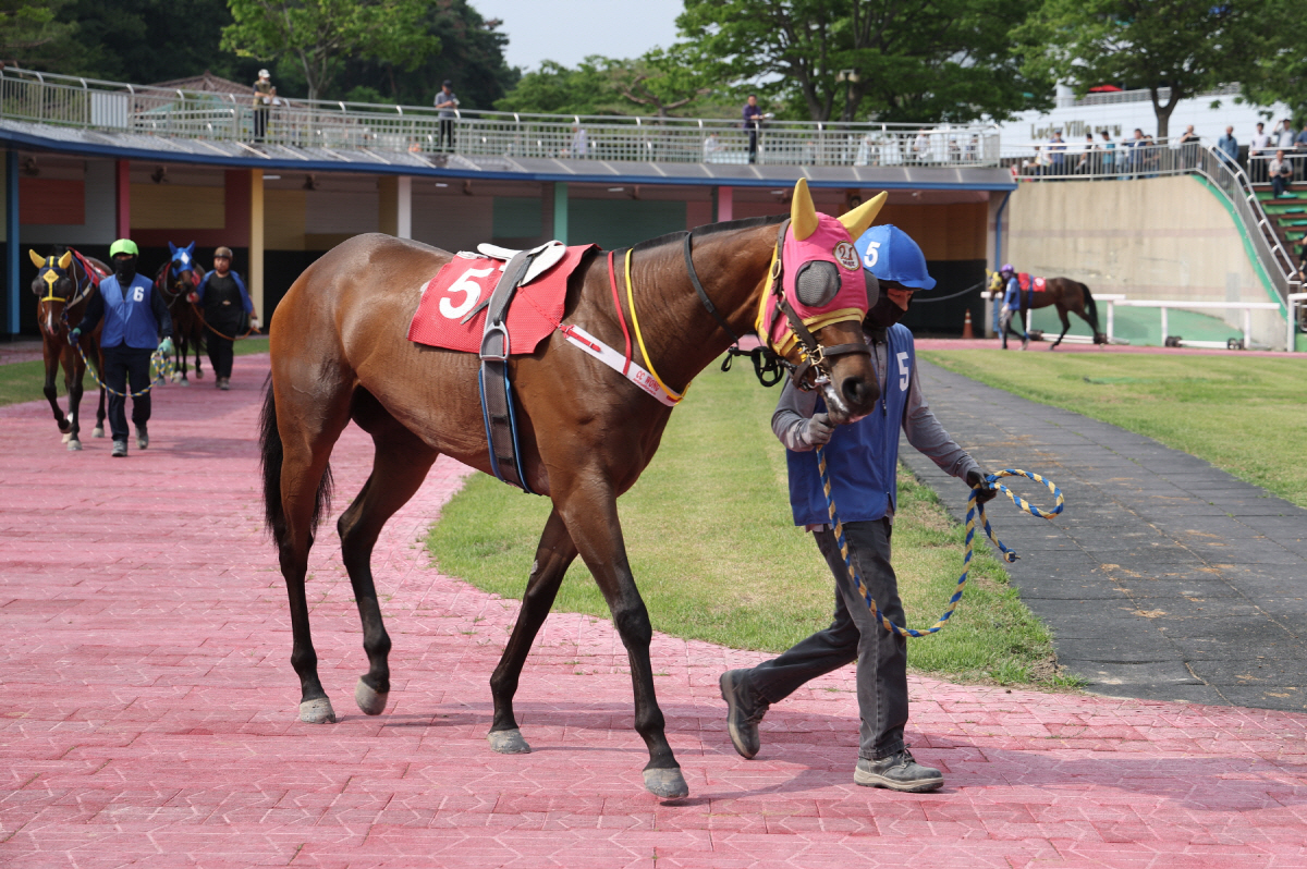 [경마]퀸즈투어, 봄의 여왕으로 가는 첫 여정! 제29회 동아일보배(L)…