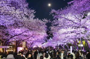 [경마] 지난해 25만 명 찾은 벚꽃 명소… 렛츠런파크 서울 벚꽃축제 다시 펼쳐진다