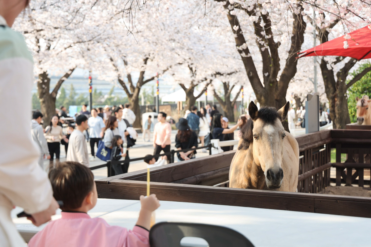 [경마] 지난해 25만 명 찾은 벚꽃 명소… 렛츠런파크 서울 벚꽃축제 다…