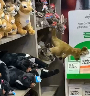 기념품 가게 인형들 사이 숨은 주머니쥐…