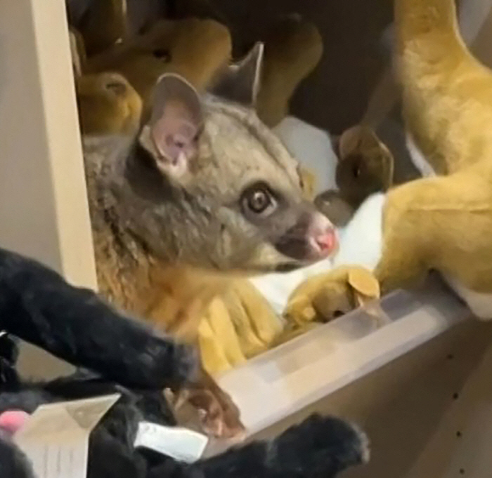 기념품 가게 인형들 사이 숨은 주머니쥐…"집으로 느꼈나?"