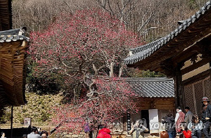 [내주날씨] 일교차 큰 봄 날씨 이어져…제주도 25·27일에 비