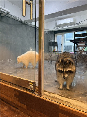 동족상잔에 이상행동까지…미신고 동물카페 경찰 고발