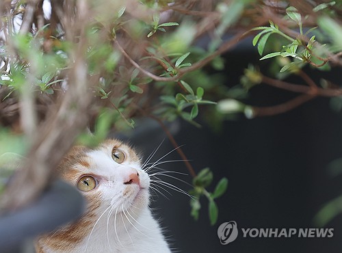 "함부로 옮기지 마세요"…`길고양이 돌봄 가이드라인` 개정