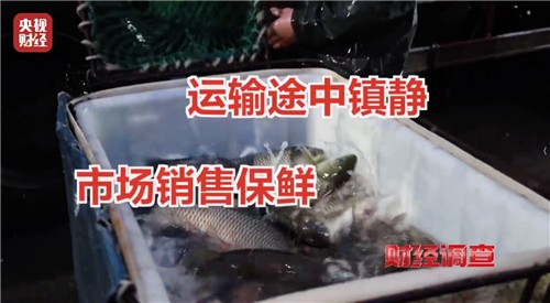 中CCTV, '무허가 마취제'로 활어 재우는 수산시장들 고발