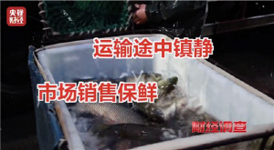 中CCTV, '무허가 마취제'로 활어 재우는 수산시장들 고발