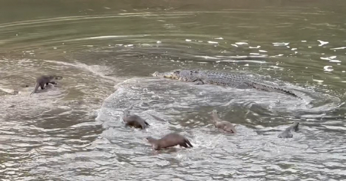"너 악어야? 우린 수달이야"…놀라운 '반전'이 일어났다
