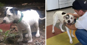 납치 11년 만에 돌아온 반려견…