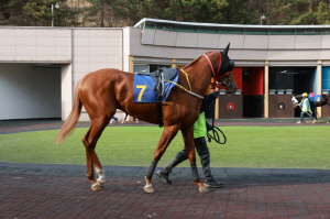 [경마] 삼관마를 향한 질주 시작… KRA컵 마일(G2) 개최