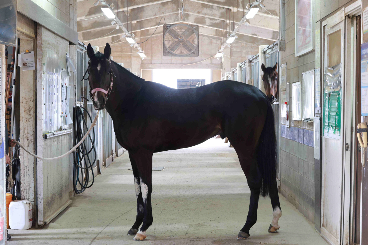 [경마] 삼관마를 향한 질주 시작… KRA컵 마일(G2) 개최