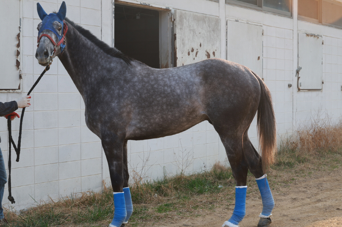 [경마] 삼관마를 향한 질주 시작… KRA컵 마일(G2) 개최