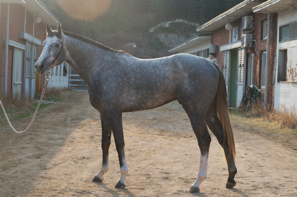 [경마] 삼관마를 향한 질주 시작… KRA컵 마일(G2) 개최