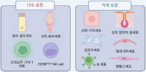 "코브러싱, 코점막 표면 세포 변화·면역 반응 평가 유용"