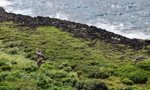 과일 박쥐 [사진/임헌정 기자]