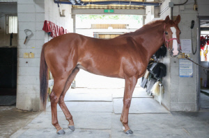 [경마] 제6회 루나Stakes(L) 5일 개최, 국산 3세 암말 '여왕의 왕관' 쟁탈전