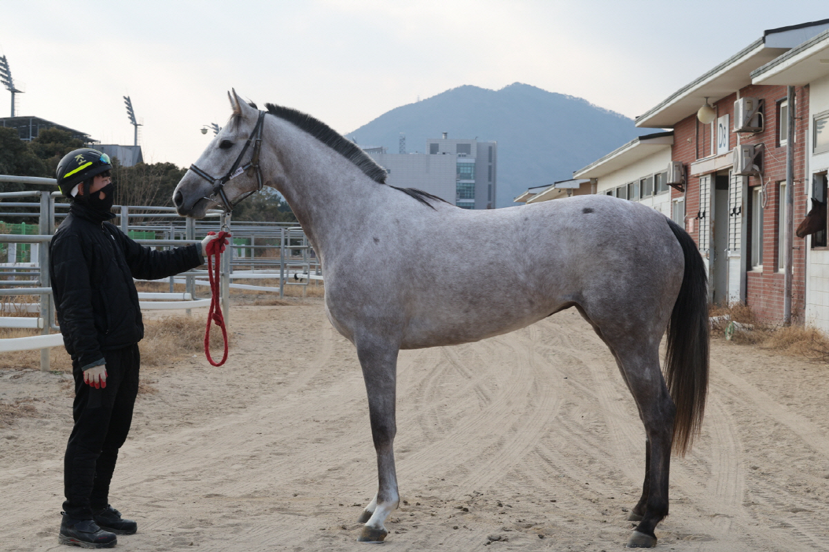 클리어리위너. 사진제공=한국마사회