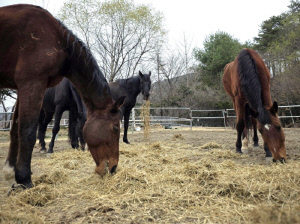 [경마] 말 먹이도 국산으로… 이탈리안 라이그라스 열풍건초, 사료가치 입증