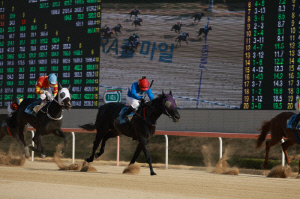 [경마] '퍼니와일드', KRA컵 마일 제패… 삼관마 도전 본격 시동