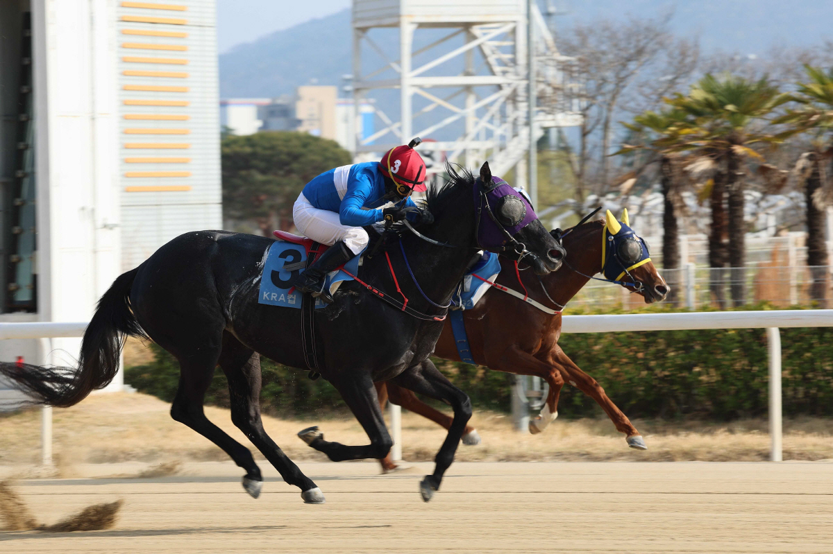 KRA컵 마일 우승마 3번 '퍼니와일드'와 '서승운' 기수. 사진제공=한국마사회
