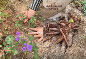 송혜교, 똑닮은 母와 텃밭 데이트.."엄마랑 꽃심기, 엄마 손♥" 꿀 뚝뚝