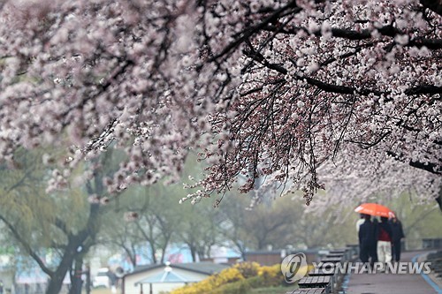 (양양=연합뉴스) 류호준 기자 = 4일 강원 양양군 양양읍 송암리 일원을 시민들이 우산을 쓰고 걷고 있다. 이곳에서는 이날부터 오는 5일까지 '2026 양양 남대천 벚꽃축제'가 열린다. 2026.4.4 ryu@yna.co.kr