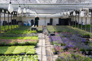 [현장in] 면세유 오르고 소비는 뚝…고양 화훼농가의 한숨