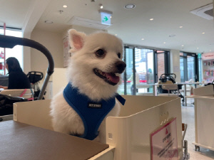 [반려동물] '세 집 중 한 집 막내로 산다'…1천500만 가족이 달라졌다