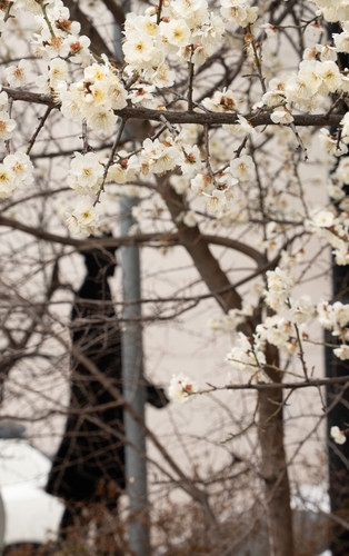 근대골목 초입의 동상과 매화 [사진/성연재 기자]